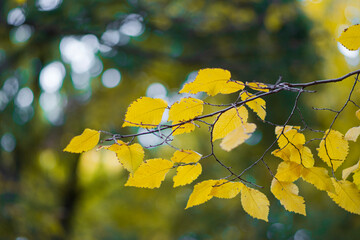 yellow maple leaves in autumn