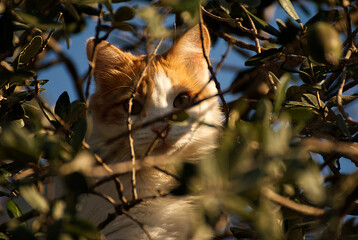 Cute cat in the nature - 665574509