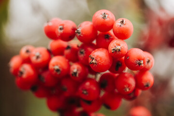 Rowanberry tree texture. Orange berries background. Fruits used to make liquor. Ashberry on a tree closeup. Mountain Ash berries in garden. Dark autumn background. Fall season colors. - obrazy, fototapety, plakaty