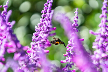 アメジストセージの花の蜜を吸うホウジャク