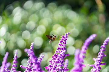 アメジストセージの花の蜜を吸うホウジャク