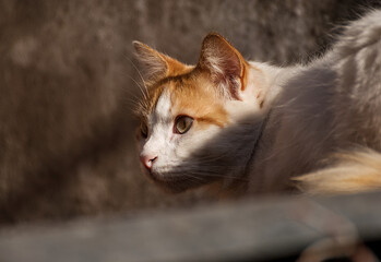 Cute cat in the nature - 665578989