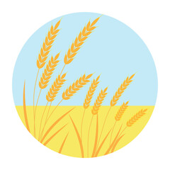 vector gold wheat field and blue sky with Barley or Rye illustration for bread packaging, beer labels etc. - 665580763