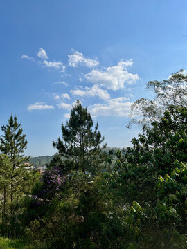 Caminho na natureza