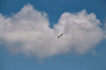 Blue sky with clouds and a seagull
