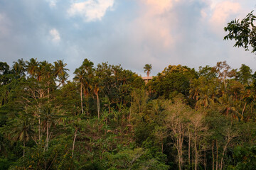 Campuhan Serenity: Lush Forest Trees and Clouds Over Ubud