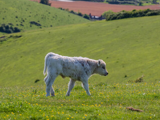 Cow Calf in a Meadow