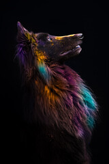 Belgian shepherd groenendael dog portrait in colourful Holi Powder