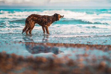Sable border collie dog at the beach