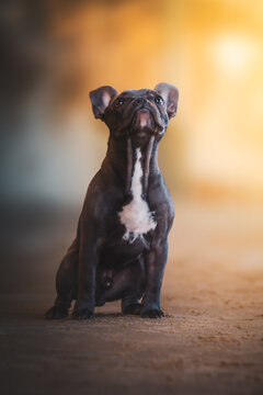 French bulldog puppu on the beach