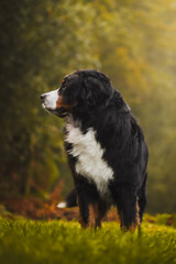 Bernese mountain dog at forest