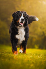 Bernese mountain dog at forest