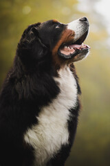 Bernese mountain dog at forest