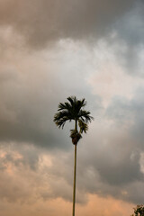 Lonely Palm: Ubud's Singular Palm Tree Amidst the Cloudy Horizon