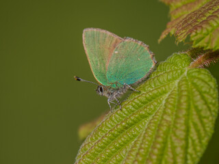 Green Hairstreak Butterfly on a Leaf