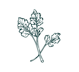 parsley hand drawn illustration asset vector 