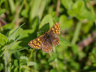 Duke of Burgundy Butterfly. Wings Open.