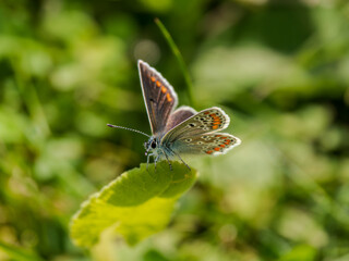 Brown Argus Butterfly on a Leaf