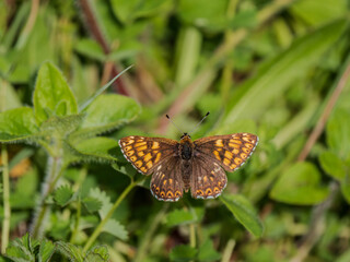 Duke of Burgundy Butterfly. Wings Open.