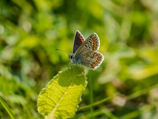 Brown Argus Butterfly on a Leaf
