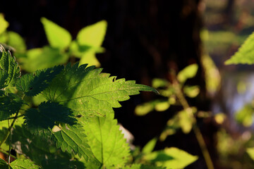 Beautiful maple leaves in autumn sunny day in foreground and blurry background.