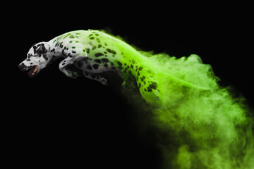 Dalmatian dog in Holi Powder