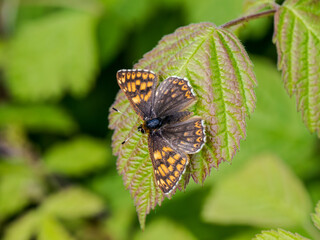 Duke of Burgundy Butterfly. Wings Open.