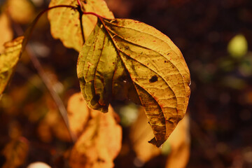 Beautiful maple leaves in autumn sunny day in foreground and blurry background.