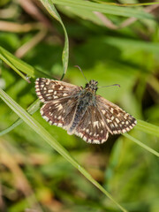 Grizzled Skipper Butterfly on Grass