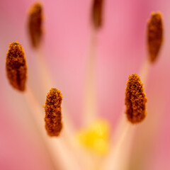 Macro closeup of a vibrant pink lily in bloom with selective focus on polen