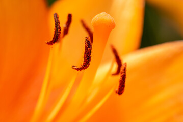 Macro closeup of a vibrant orange lily in bloom with selective focus on polen