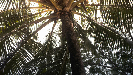 coconut tree