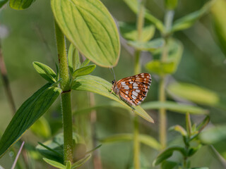 Duke of Burgundy Butterfly. Wings Closed.