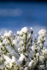 A snow covered plant in Sussex, with a blue sky overhead
