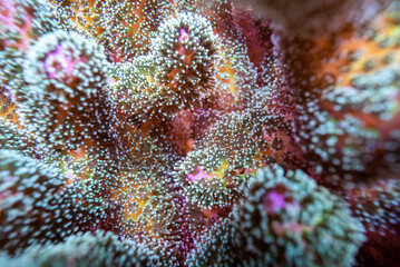 coral of macrophotography