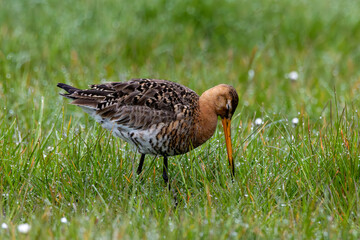 Uferschnepfe (Limosa limosa)