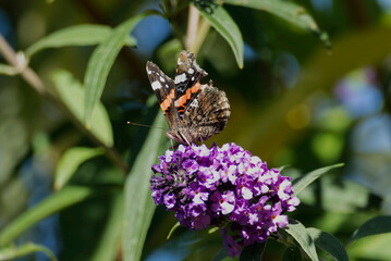 Red admiral butterfly (Vanessa Atalanta) perched on summer lilac in Zurich, Switzerland
