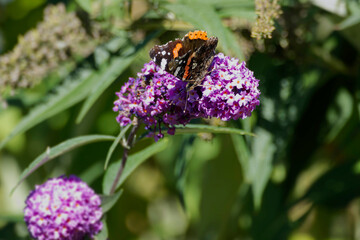 Red admiral butterfly (Vanessa Atalanta) perched on summer lilac in Zurich, Switzerland