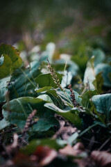 Breitwegerich Wegerich 