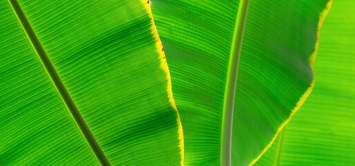natural green floral background - texture of wide leaves of tropical plant