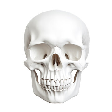 Human skull with jaw and teeth, nostrils and facial bones visible.