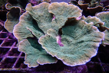 coral of macrophotography