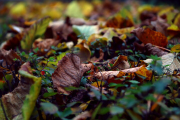 Beautiful maple leaves in autumn sunny day in foreground and blurry background.