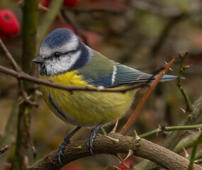 yellow wagtail on a branch