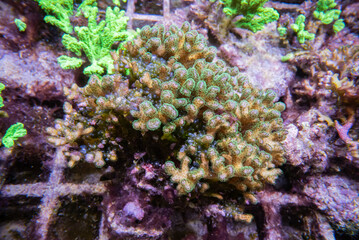 coral of macrophotography