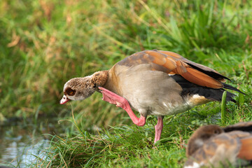 An adult Nile goose (Alopochen aegyptiaca)scratches its neck with its pink foot - 665613182