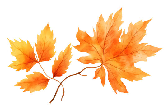 Watercolor Illustration of Autumn Leaves, Dry Orange Fall Leaf Isolated on White or Transparent Background, PNG