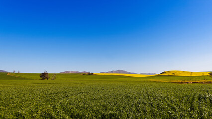 A beautiful landscape showing farmland planted with Canola near Caledon, Western Cape, South Africa.
