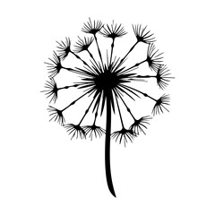 Dandelion flowers with fluffy seeds , floral silhouettes design elements vector illustration, ai generated