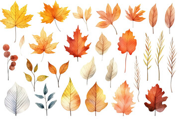 Collection of colorful autumn leaves, acorns, berries, and spruce branches. Clip art illustration isolated on a white or transparent background, PNG.